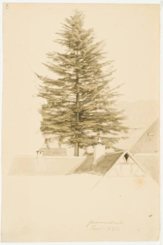 Study of a Fir Tree - Gummersbach