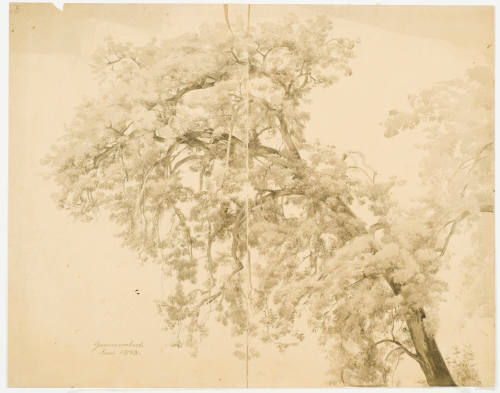 Crown of a Tree - Gummersbach