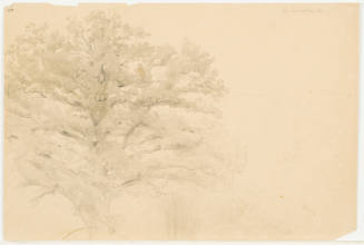 Tree Study - Gummersbach