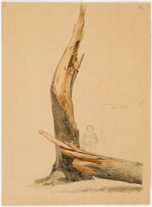 Broken Tree Trunk - Niederwald