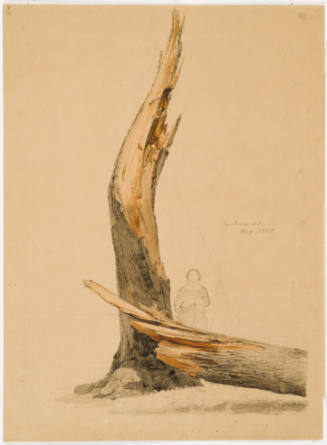 Broken Tree Trunk - Niederwald