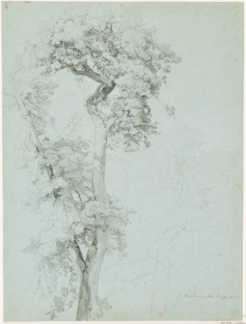 Tree Study - Niederwald