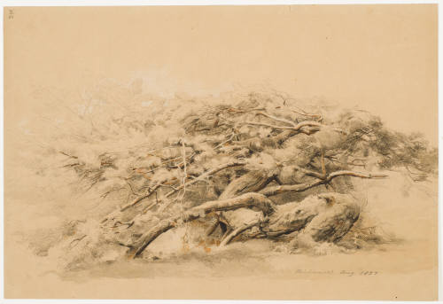 Crippeled Scotch Fir - Niederwald