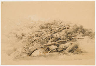 Crippeled Scotch Fir - Niederwald