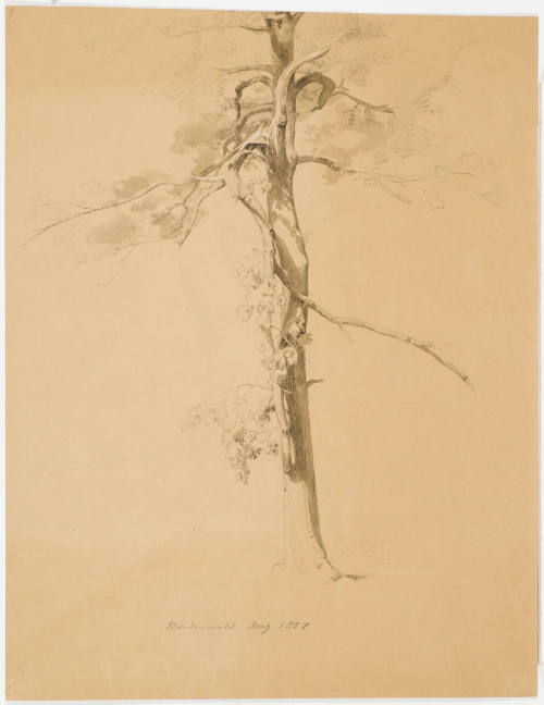 Tree Study - Niederwald