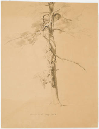 Tree Study - Niederwald