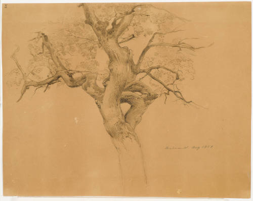 Tree Study - Niederwald