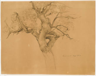 Tree Study - Niederwald