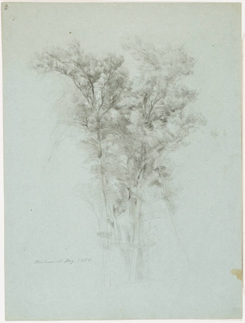 Tree Study - Niederwald