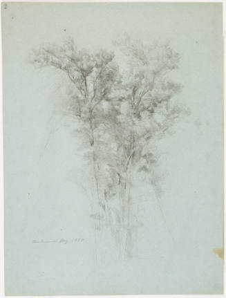 Tree Study - Niederwald