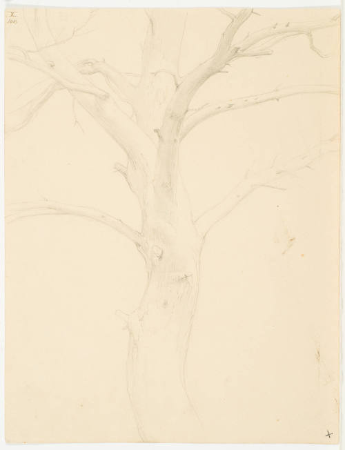 Tree Study