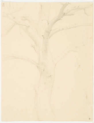 Tree Study