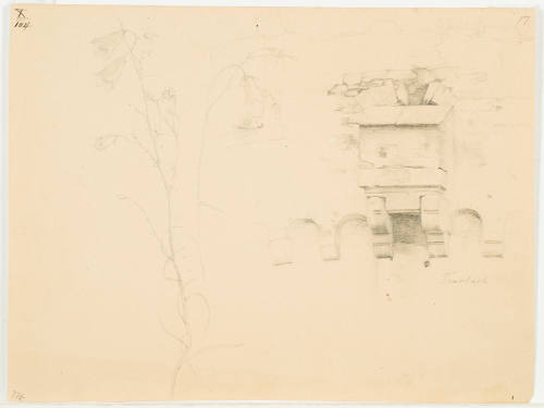 Sketch of Canterbury Bell and Old Wall - Trarbach