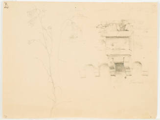 Sketch of Canterbury Bell and Old Wall - Trarbach
