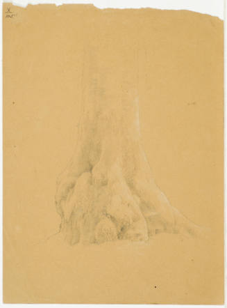 Mossy Tree Trunk