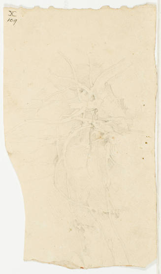 Study of Branches