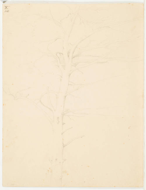 Tree Study