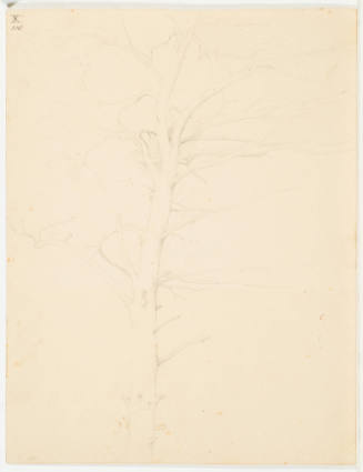 Tree Study