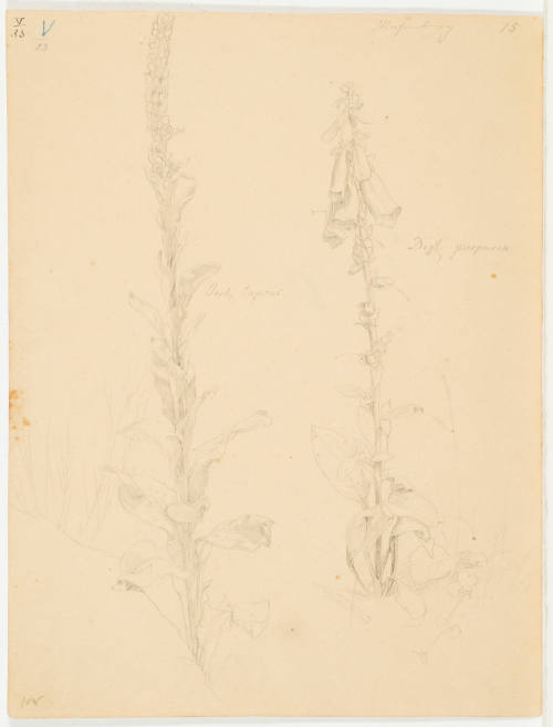 Study of Plant - Mosenberg