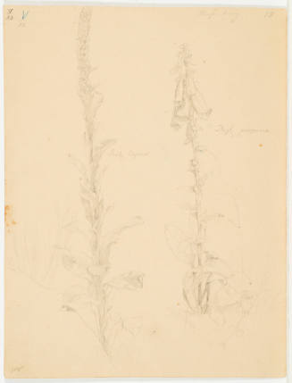 Study of Plant - Mosenberg
