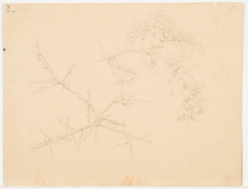 Plant Study - Mosenburg