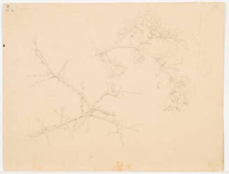 Plant Study - Mosenburg