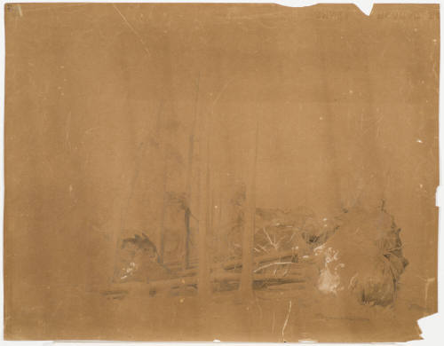 Study of Tree Trunks (Pines)-Ttorzemirke