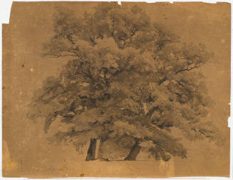 Study of Trees - Dessau