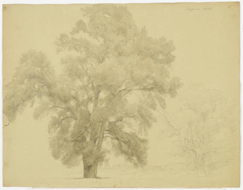 Tree Study - Dessau