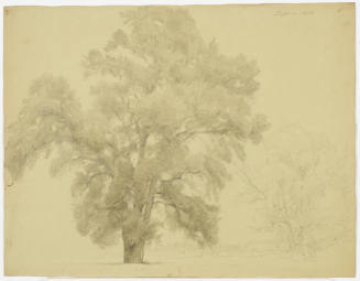 Tree Study - Dessau
