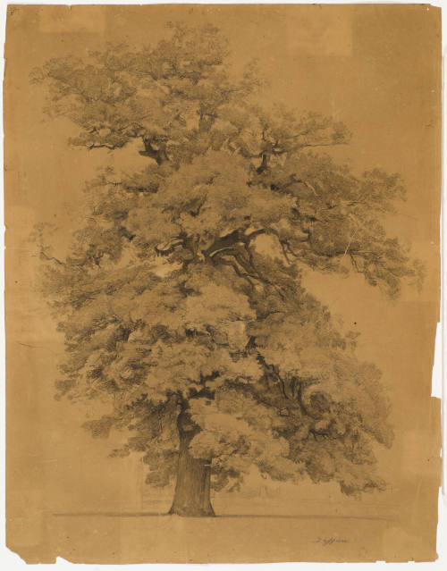 Tree Study - Dessau