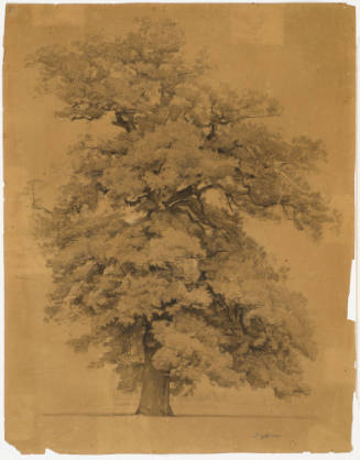 Tree Study - Dessau