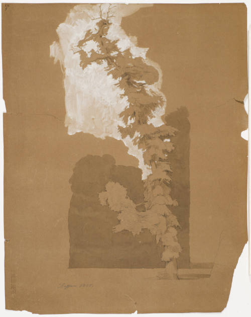 Tree Study - Dessau