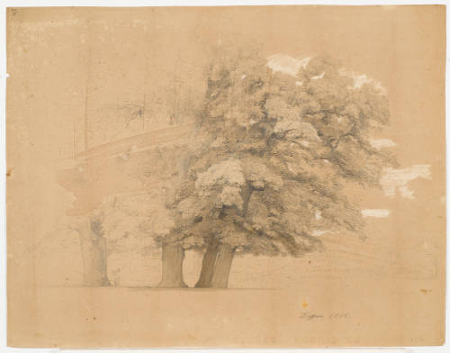 Tree Study - Dessau