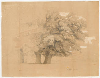 Tree Study - Dessau
