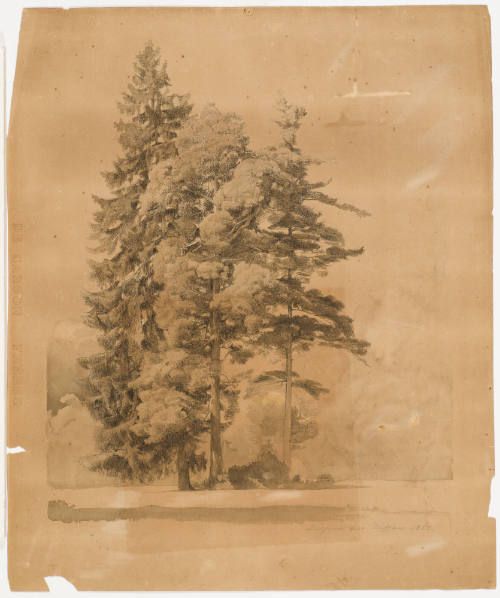 Tree Study - Dessau