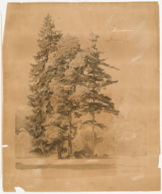 Tree Study - Dessau