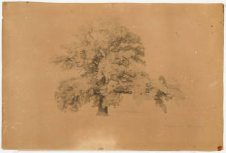 Tree Study - Dessau