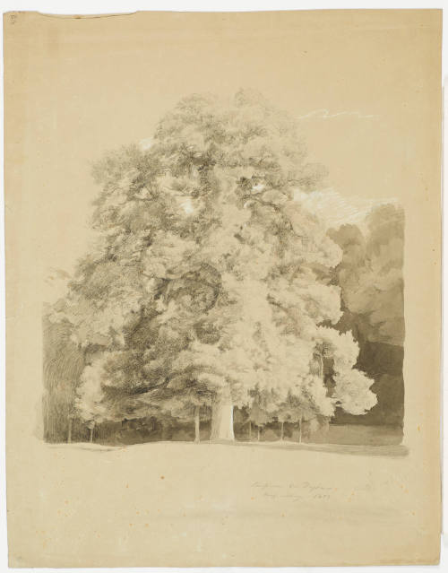 Tree Study  - Luisium Near Dessay