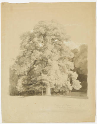 Tree Study  - Luisium Near Dessay