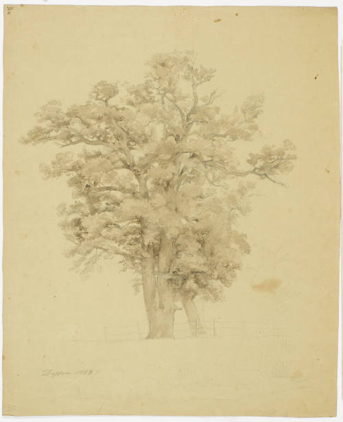 Tree Study Oak? - Dessau
