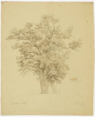 Tree Study Oak? - Dessau