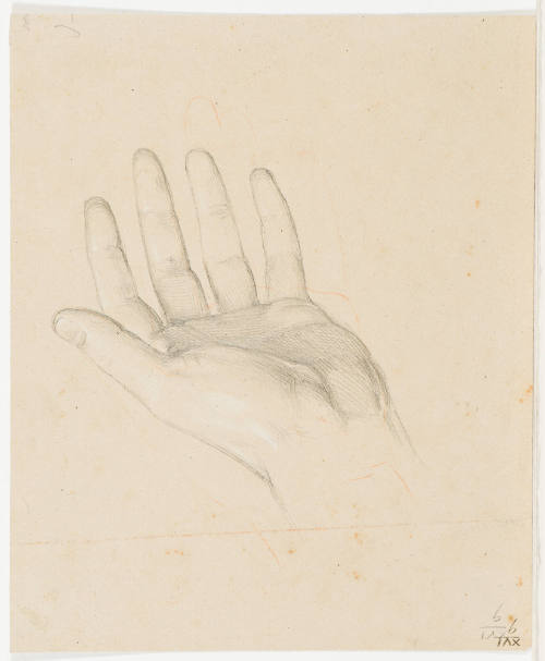 Hand Study