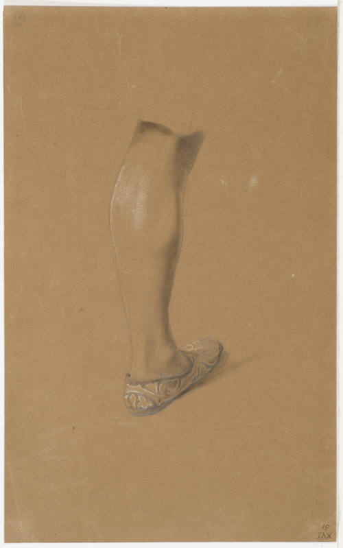 Study of Lower Leg