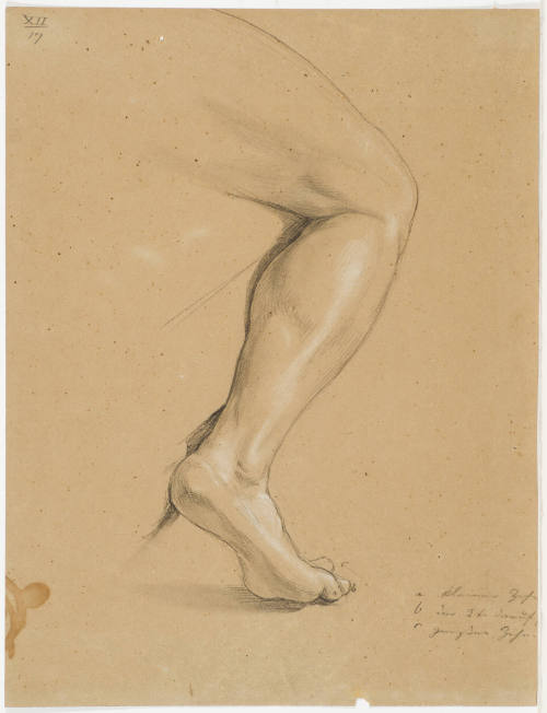 Study of a Leg