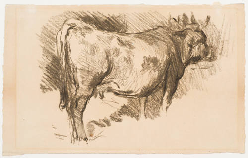 Study of a Cow