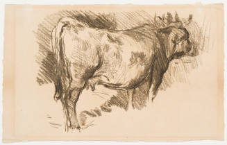 Study of a Cow