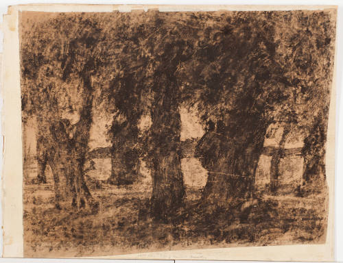 Study of Tree Trunks