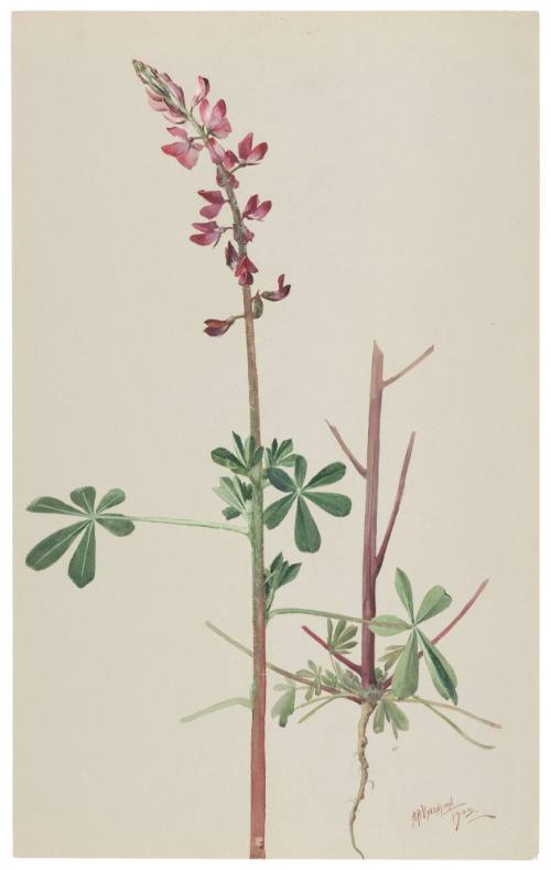 Lupinus Hirsutissmus