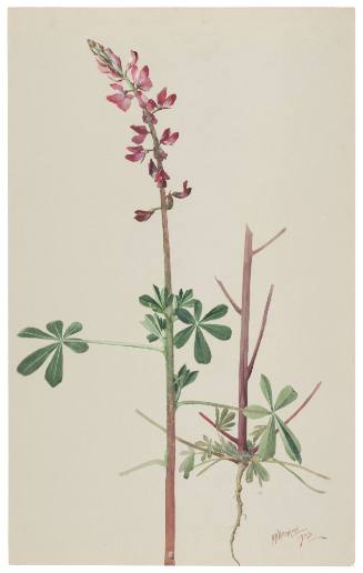 Lupinus Hirsutissmus